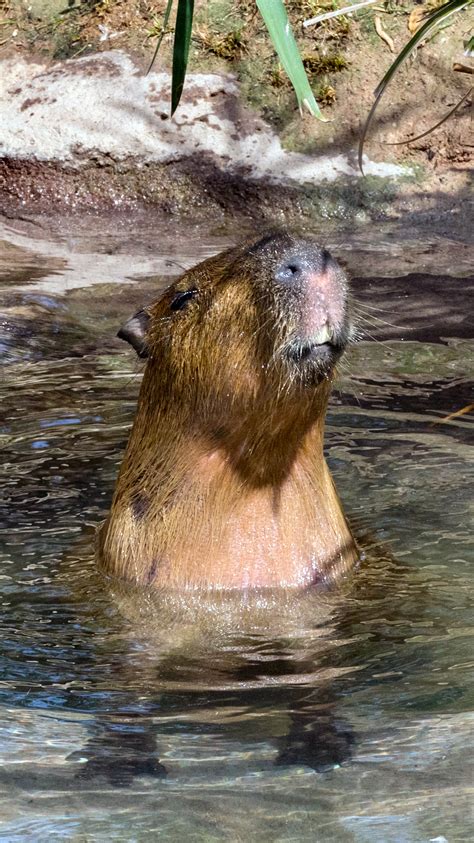 Capybara | Reid Park Zoo