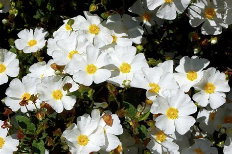 Potentilla Fruticosa 'abbotswood' Photograph by Neil Joy/science Photo ...