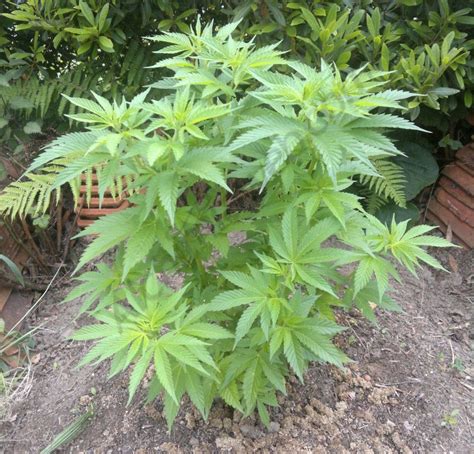 Pruning Cannabis Plants- Alchimia Grow Shop