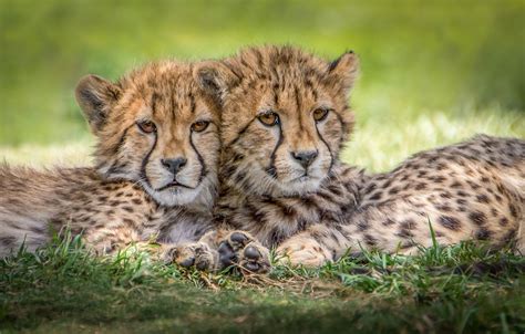 Wallpaper predators, Cheetah, cubs images for desktop, section кошки - download