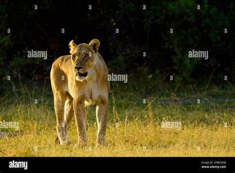 Pride of lions are an iconic sight in Africa Stock Photo - Alamy