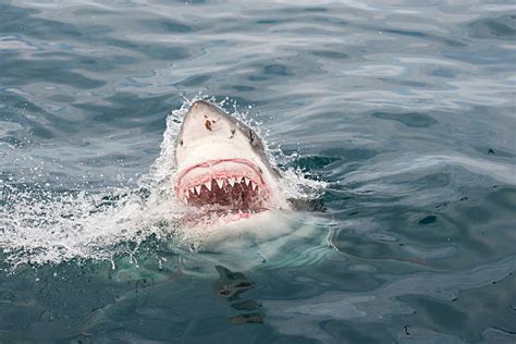 Carcharodon Carcharias Teeth Stock Photos, Pictures & Royalty-Free Images - iStock