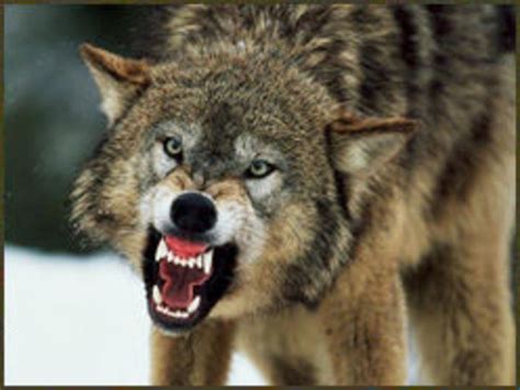 Do Wolves Attack Humans? Reasons Why a Wolf Might Attack People