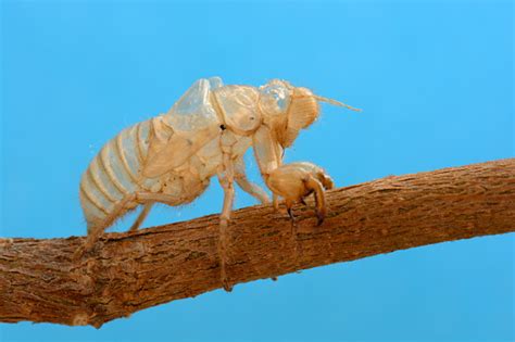 Cicada Pictures, Images and Stock Photos - iStock