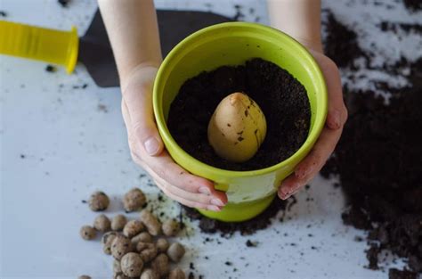 How to Grow an Avocado Tree from Seed - Gardening