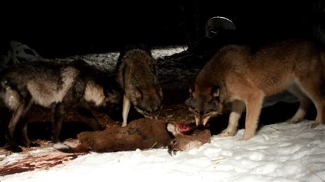 IWC Wolves Eating Deer Carcass - YouTube