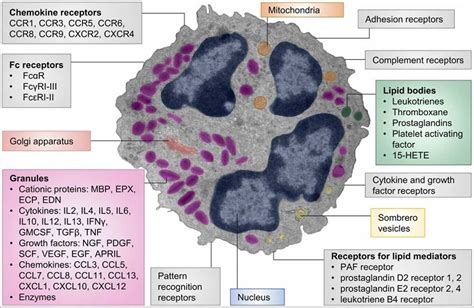 What Are Eosinophils Definition Low High Reference