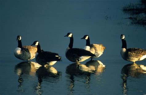 Free picture: group, Canada geese, enjoy, morning