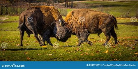 Two Male Bison Fighting Head-to-head in the Canadian Prairie Stock ...