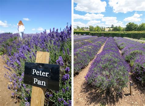 Visiting the Cotswold Lavender fields [2024]: Everything you need to know