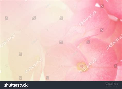 Soft Flower Background Pastel Color Design Stock Photo 350410316 ...