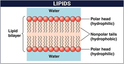 Biomolecules of Lipids: