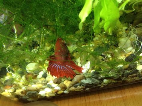 Do Betta Fish Sleep? [Answered] - Bettafish.org