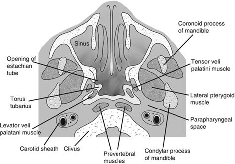 Torus Tubarius Mri