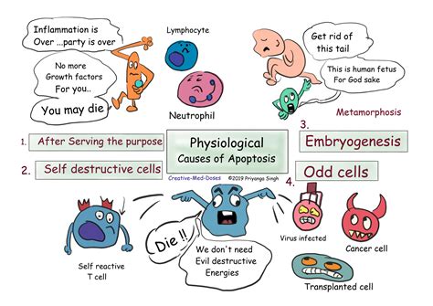 Apoptosis the programmed cell death - Creative Med Doses