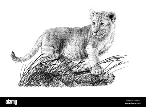 Hand drawn baby lion cub, sketch graphics monochrome illustration on ...