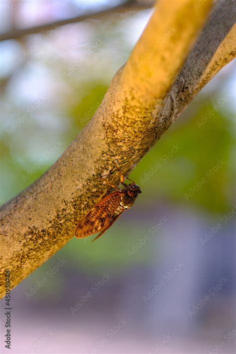 Cicada on a tree with bokeh and saturated colors Stock Photo | Adobe Stock