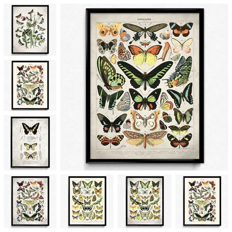 Vintage Insect Poster - Éternel Vintage