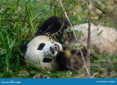 Hungry Giant Panda Bear Eating Bamboo Stock Photo - Image of asian ...