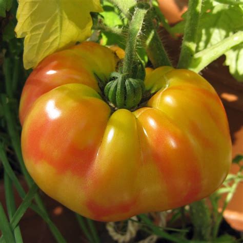 Semences Tomate - Striped German - Semences Ancestrales Québec