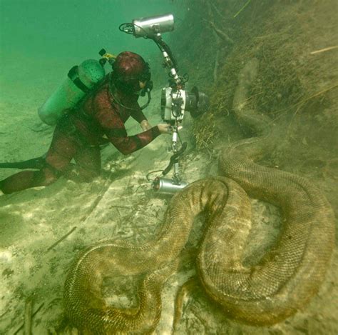 TYWKIWDBI ("Tai-Wiki-Widbee"): Giant anaconda photographed underwater in Brazil