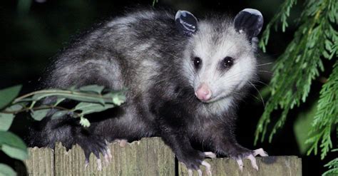 Pet Opossum Care Guide - Exotic Pet Wonderland