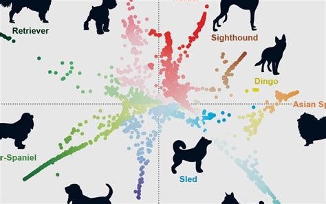 Dog Genetics Reveal Surprising Relationships among Breeds - Scientific ...