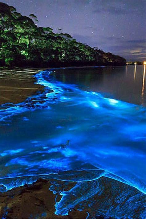 Laguna grande bay bioluminescence puerto rico – Artofit