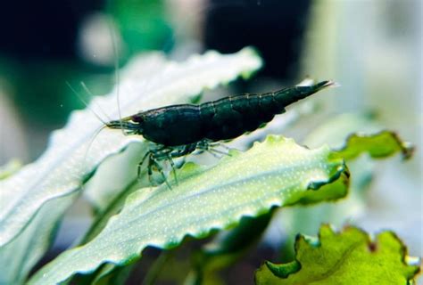 20 Common and Rare Neocaridina Shrimp Colors - The Aquarium Keeper