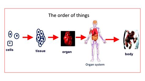 Why is the cell called a structural and functional unit of life?