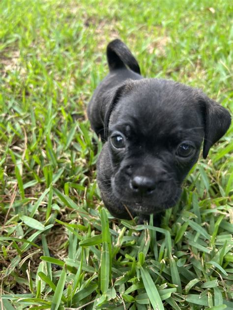 Pungsan Dog For Sale (3) | Petzlover