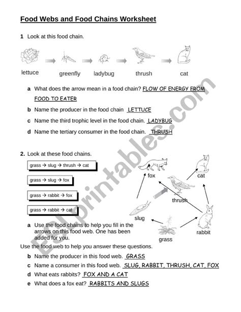 Food Web and Food Chain - ESL worksheet by LianSuzy