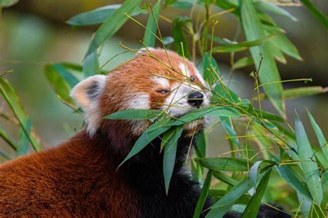 Premium Photo | Young red pandas eating bamboo portrait of a panda ...