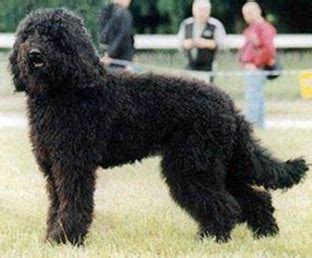 Barbet (dog breed) - Wikipedia