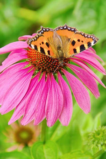 Best 6 Perennial Bushes to Attract Butterflies | Gardener's Path ...