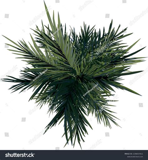 Top View Tree Red Palm Tree Stock Vector (Royalty Free) 2196037611 | Shutterstock