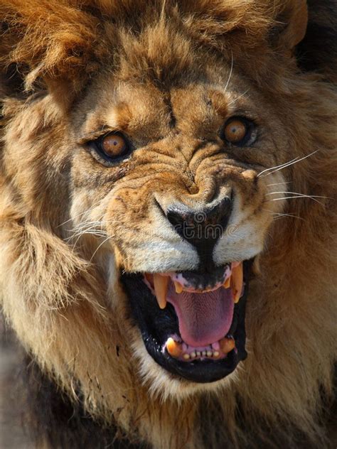 [View 29+] Angry Lion Face Images Hd