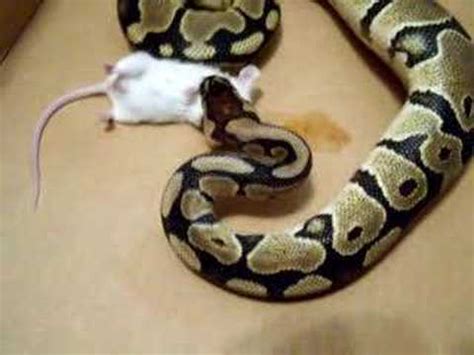 Ball Python Feeding - YouTube