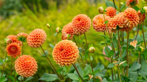 15 Annuals That Bloom With Striking Orange Flowers