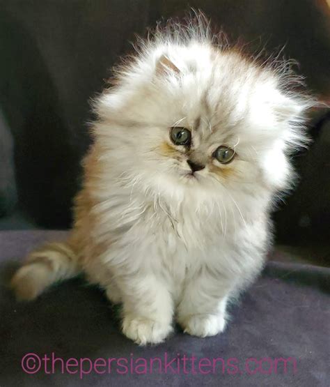 Persian Kittens for Sale Near Me | Cats For Sale - The Persian Kittens