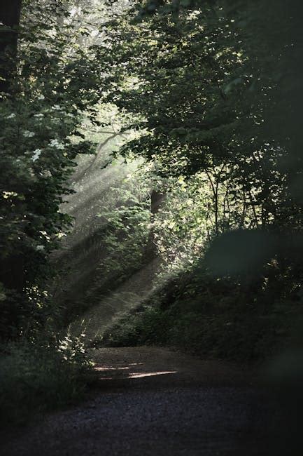 Forest With Sunlight · Free Stock Photo