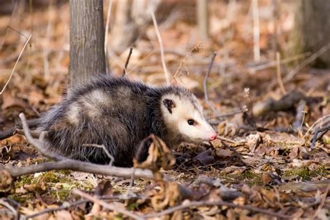 Opossum Habitat | Assorted Animals