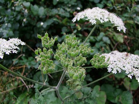 Sugar-free hogweed seed biscuits – chris holland nature connection