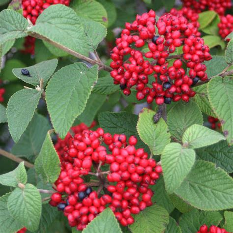 Red Balloon® - Viburnum x rhytidophylloides | Proven Winners