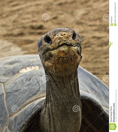 Tortoise stock photo. Image of reptile, eyes, tortoise - 85652554