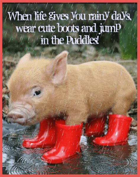 Pin on Things to warm the heart | Funny animals, Cute piglets, Cute ...