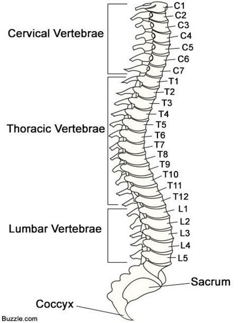 Image result for spine labeled | Spinal cord, Spinal cord anatomy ...