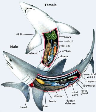 Digestive System - Korey's Zoology Tiger Shark