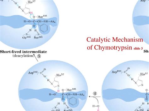 PPT - Catalytic Mechanism of Chymotrypsin slide 1 PowerPoint Presentation - ID:710609