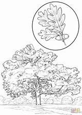 White Oak coloring Page  Free Printable Coloring Pages sketch template